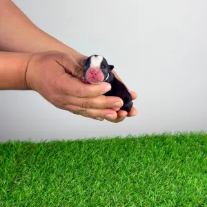 Boston Terrier - Honfy