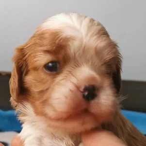 Cavalier King Čarles Španiel - Helena