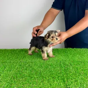Yorkshire terrier - Error