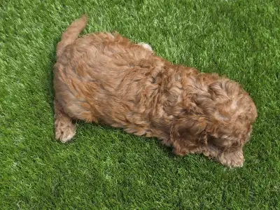 Cavapoo - Jonny
