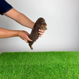 Dachshund - Eclair 