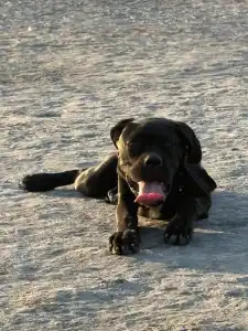 Chien de cour italien - Sonja