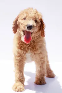 Goldendoodle - F1b Buddy