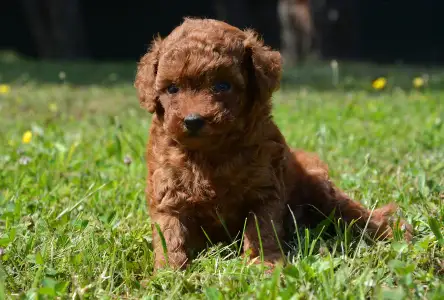 Caniche Toy - La-La