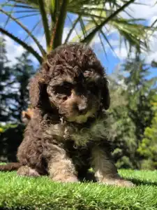 Cavapoo - Fedra