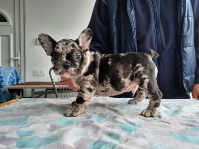 Francia bulldog - Xzavier