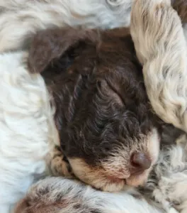Lagotto Romanjolo - Toto