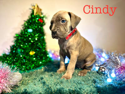 Cane Corso - Cindy