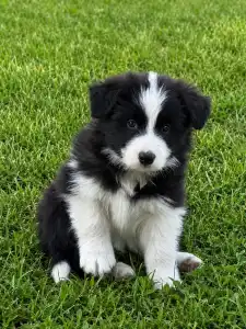 Border Collie - Fields Of Treasure Standing Ovation