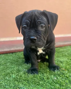 l'American Bully - Standard - Acai Berry