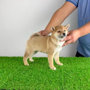 Shiba - Kami