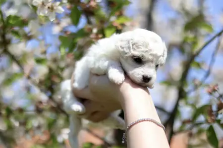 Bichon Frisé - Lana