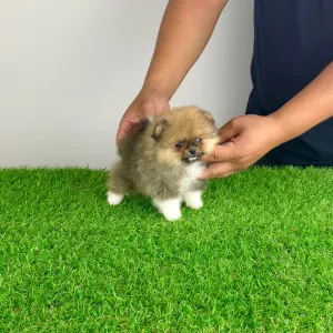 Pomeranian - Mandarin