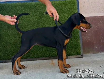 Dobermann - Imirob Keagina