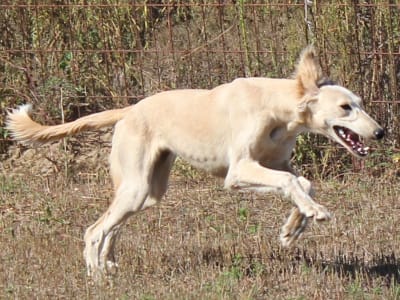 Samojed - Uniti