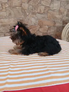 Yorkshire Terrier - Tina