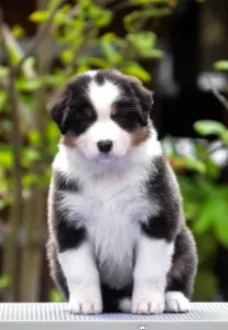 Австралийская овчарка - Winstead Prince Of Hastings