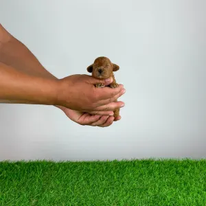 Poodle Miniature - Velvet