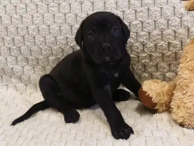 Cane Corso - Forza Di Diavolo Elise