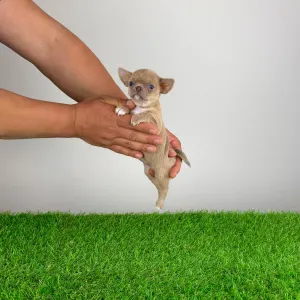 Чихуахуа - Bijou