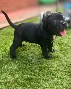 l'American Bully - Standard - Acai Berry