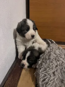 Pyrenäen-Mastiff - Mount Hargita Boby