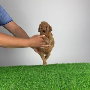 Poodle Miniature - Hiper