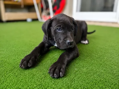 Cane Corso - Bruno