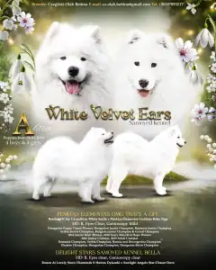 Samoyed - White Velvet Ears Annabell