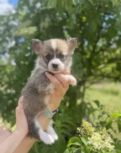 Pembroke Welsh Corgi - Cartier