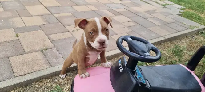 American Bully - Pocket - Csoki