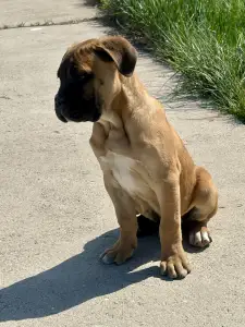 Cane Corso Italiano - Samuel