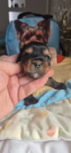 Yorkshire Terrier - Gomez Addams Of Midsummer Nights Miracle 