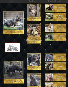 Amerikai Bully - Pocket - Ak Bully Simba/duxy