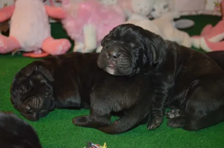 Cane Corso Italiano - Dolce Assassino Polina