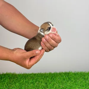 Welsh Corgi Pembroke - Ammi