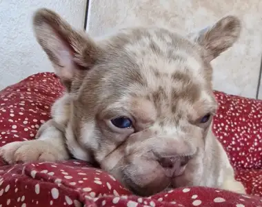 French Bulldog - New Shade Isabella Merle Tan Boy