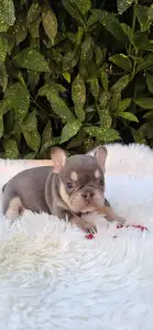 Bulldog francese - Dottie