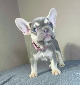 French Bulldog - Amy