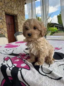 Maltipoo - Teddy