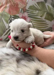 West Highland White Terrier - Betty