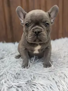 Francia bulldog - Richie