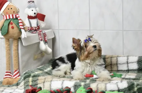 Biewer Terrier - Quartz