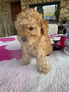 Poodle Miniature - Teddy