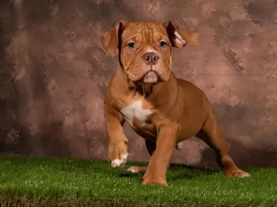 Aмериканский булли -Экзотик - American Bully Hot & Top