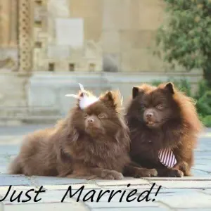 Deutscher Kleinspitz - Of Brown Spitz