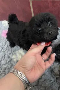 Bolończyk kolorowy - Alina