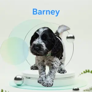 English Cocker Spaniel - Barney