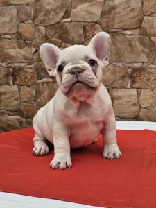 French Bulldog - Betty