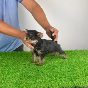 Yorkshire Terrier - Dave